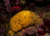 Diaperoforma californica (Southern Staghorn Bryozoan)