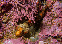 Artedius corallinus (Coralline Sculpin)