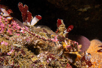 Orthonopias triacis (Snubnose Sculpin)