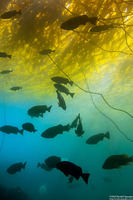 Macrocystis pyrifera (Giant Kelp)