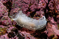 Tritonia festiva (Diamondback Tritonia)