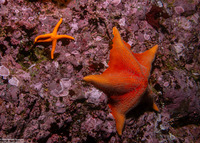 Patiria miniata (Bat Star)