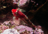 Orthonopias triacis (Snubnose Sculpin)