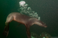 Zalophus californianus (California Sea Lion)