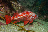 Sebastes miniatus (Vermilion Rockfish)