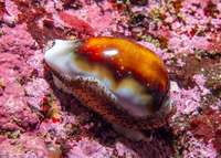 Neobernaya spadicea (Chestnut Cowry)