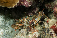 Goniosupradens acutifrons (Straight-Faced Swimming Crab)