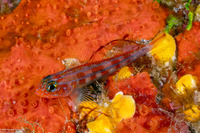 Helcogramma cf. striata (Checkered Triplefin)