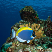 Acanthurus leucosternon (Powderblue Surgeonfish)