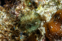 Balanophyllia sp.1 (Balanophyllia sp.1)