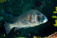 Plectorhinchus gibbosus (Blubberlip)