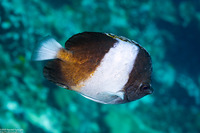 Hemitaurichthys zoster (Black Pyramid Butterflyfish)