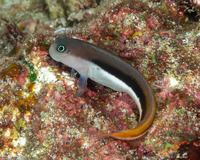 Ecsenius bicolor (Bicolor Coralblenny)