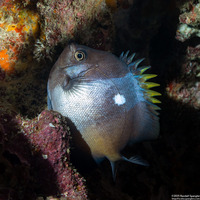 Hemitaurichthys zoster (Black Pyramid Butterflyfish)