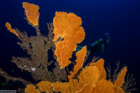 Annella mollis (Giant Sea Fan)