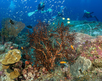 Melithaea sp.2 (Knotted Fan Coral)