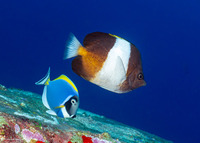 Acanthurus leucosternon (Powderblue Surgeonfish)