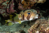 Diodon liturosus (Black-Blotched Porcupinefish)