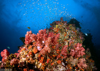 Dendronephthya sp.1 (Dendronephthya)