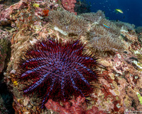Acanthaster planci (Indian Crown-of-Thorns Star)
