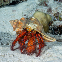 Dardanus megistos (White-Spotted Hermit Crab)