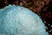 Physogyra lichtensteini (Grape Coral)