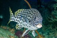 Plectorhinchus macrospilus (Andaman Sweetlips)