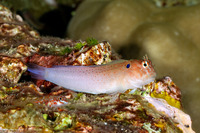 Cirripectes auritus (Eared Blenny)