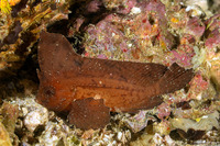 Ablabys taenianotus (Cockatoo Waspfish)