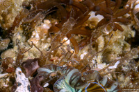 Chaetopteridae sp.2 (Chaetopteridae sp.2)