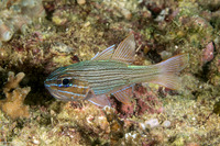 Ostorhinchus multilineatus (Manylined Cardinalfish)