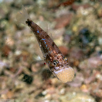 Siphamia corallicola (Coral Siphonfish)