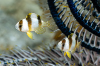 Amblypomacentrus clarus (Banggai Damselfish)