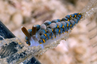 Trinchesia sp.3 (Blue Trinchesia)