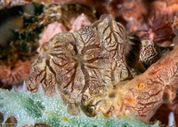 Echinochalina intermedia (Echinochalina Intermedia)