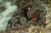 Stichodactyla mertensii (Merten's Carpet Anemone)