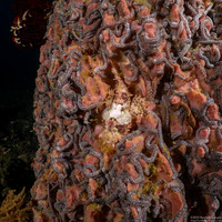 Scorpaenopsis oxycephala (Tasseled Scorpionfish)