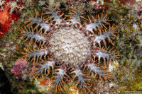 Acanthaster solaris (Crown-of-Thorns Star)