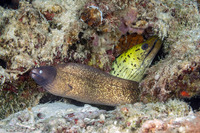 Gymnothorax thyrsoideus (White-Eyed Moray)