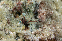 Macropharyngodon negrosensis (Black Leopard Wrasse)