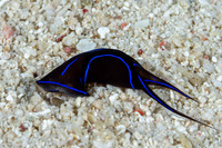 Chelidonura varians (Blue Edge Headshield Slug)