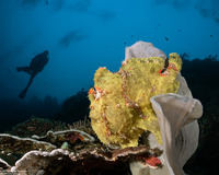 Antennarius commerson (Commerson's Frogfish)