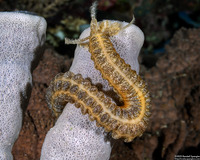 Opheodesoma spectabilis (Conspicuous Sea Cucumber)