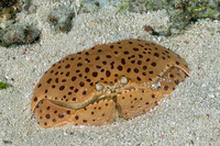 Calappa calappa (Giant Box Crab)