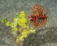 Halimeda tuna (Penny Weed)