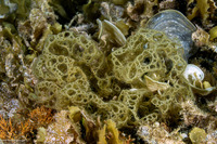 Hydroclathrus clathratus (Hydroclathrus Clathratus)