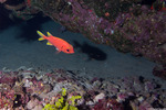 Soldierfishes
