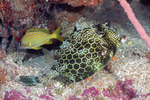 Boxfishes