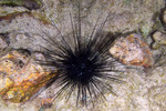 Echinozoa