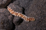 Holothuriidae